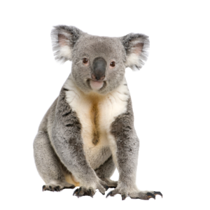 Koala PNG-20686